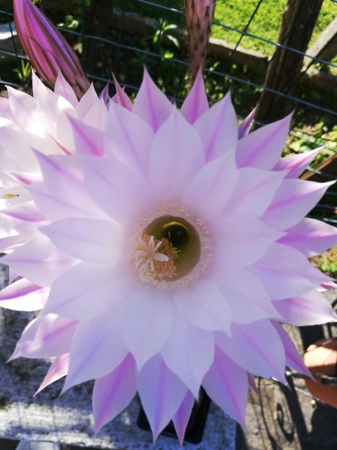 CambiascaLa Rosa Rossa公寓 外观 照片